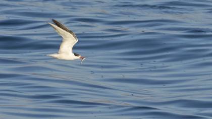 Common Tern