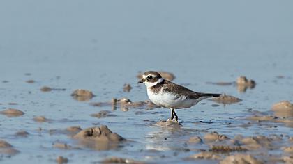 Common Ringed Plover