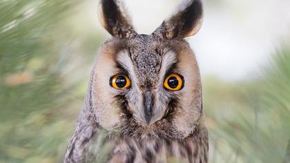 Long-eared Owl