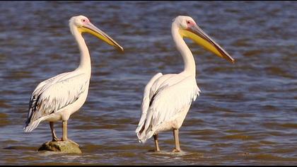 Great White Pelican