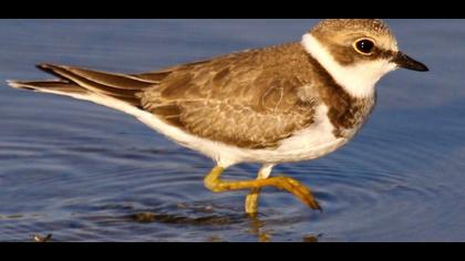 Halkalı küçük cılıbıt