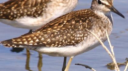 Wood Sandpiper