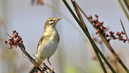 Willow Warbler