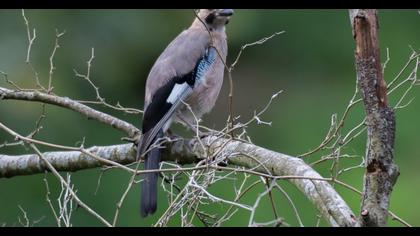 Eurasian Jay