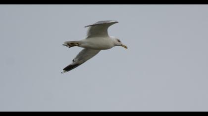 Yellow-legged Gull