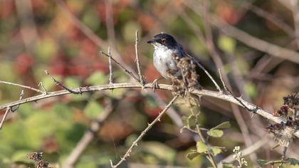 Sardinian Warbler