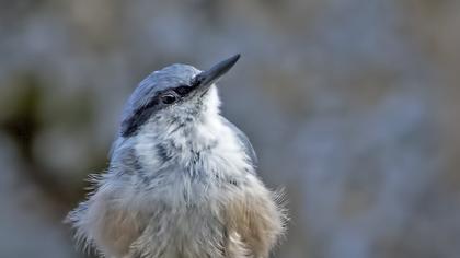 Western Rock Nuthatch