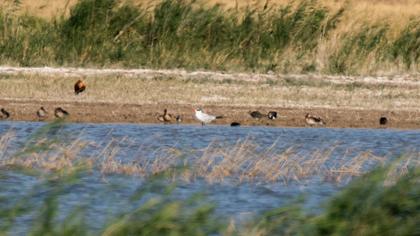 Caspian Tern