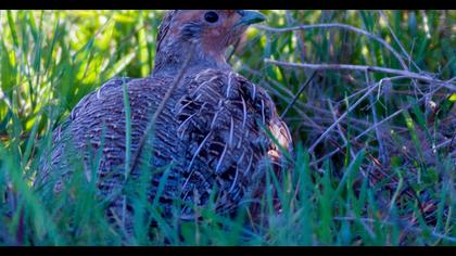 Grey Partridge