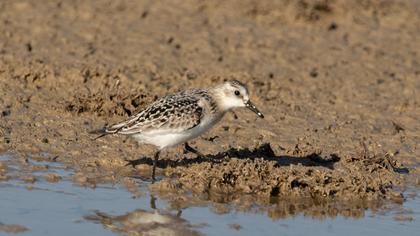 Sanderling