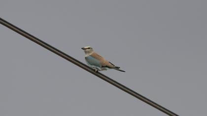 European Roller