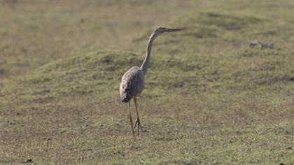 Erguvani balıkçıl