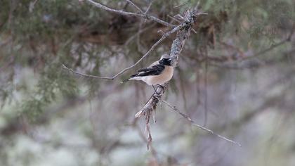 Karakulaklı kuyrukkakan