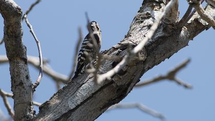 Lesser Spotted Woodpecker