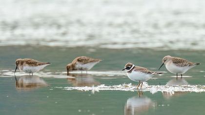 Common Ringed Plover