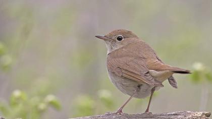 Common Nightingale