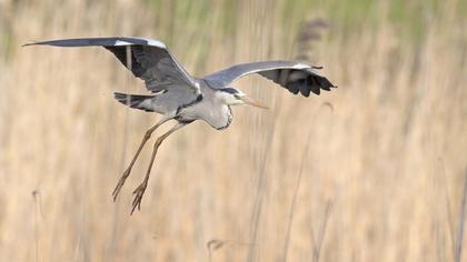 Grey Heron