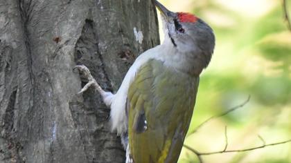 Grey-headed Woodpecker