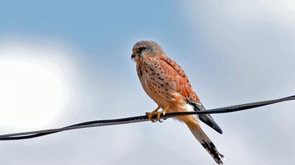Common Kestrel