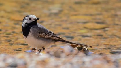 White Wagtail