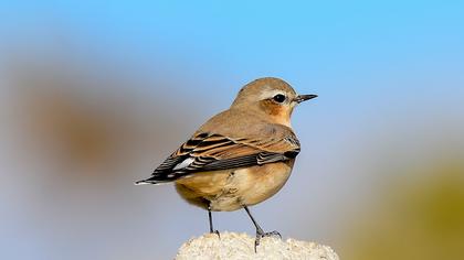 Northern Wheatear