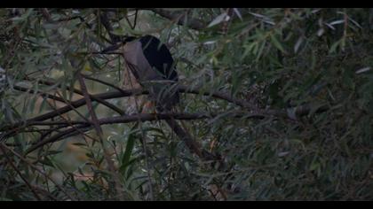 Black-crowned Night Heron