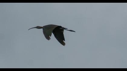 Glossy Ibis