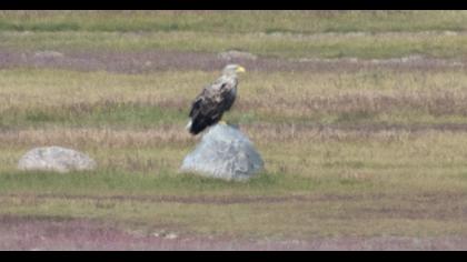 White-tailed Eagle