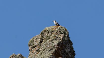Western Rock Nuthatch