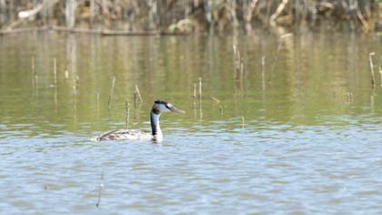 Great Crested Grebe