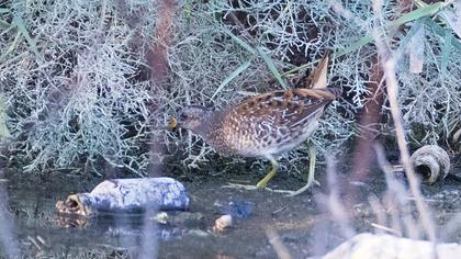 Spotted Crake