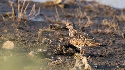 Ruddy Turnstone