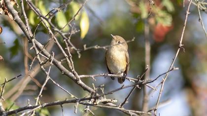 Red-breasted Flycatcher