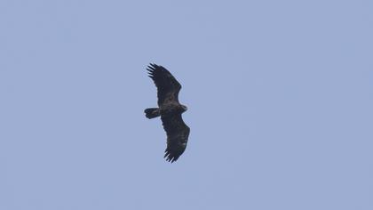 Lesser Spotted Eagle