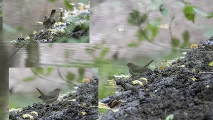 Thrush Nightingale