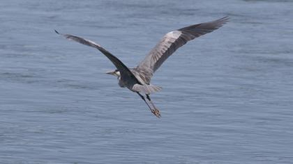 Grey Heron
