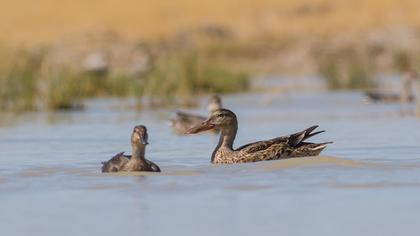 Northern Shoveler