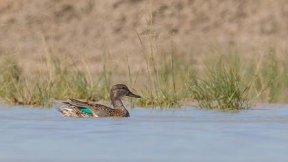 Eurasian Teal
