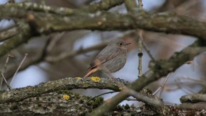 Black Redstart
