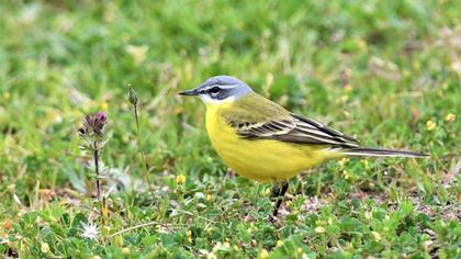 Western Yellow Wagtail