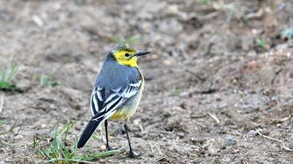 Citrine Wagtail