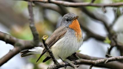 Red-breasted Flycatcher