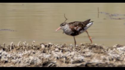 Curlew Sandpiper