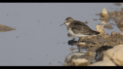 Temminck`s Stint