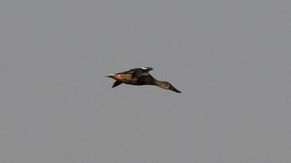 Northern Shoveler