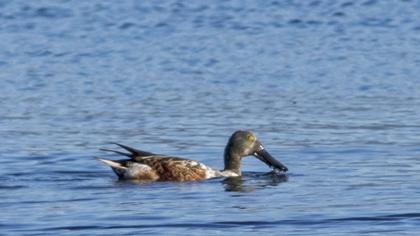 Northern Shoveler