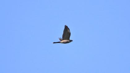 Levant Sparrowhawk