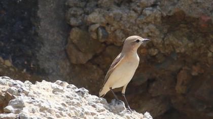Isabelline Wheatear