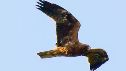 Eastern Imperial Eagle