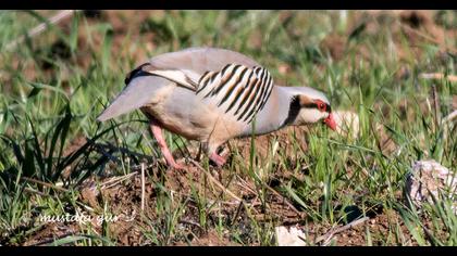Chukar Partridge